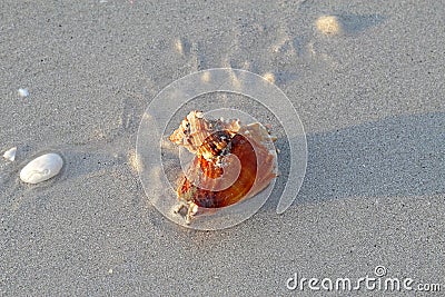 Apple murex snail eating a Florida fighting conch Stock Photo