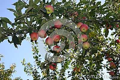 Apple. Home garden. House, field, farm, village Stock Photo