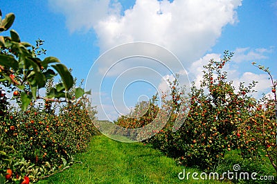 Apple Orchard Stock Photo