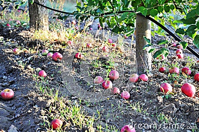 Apple orchard in autumn morning shot Stock Photo