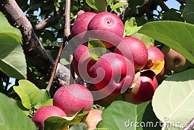 Apple Orchard Fruit Stock Photo