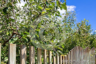 Apple orchard fruit tree branches lie on a fence. Stock Photo