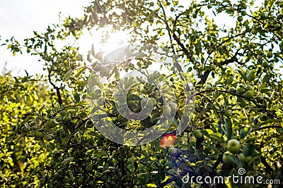 apple orchard. garden with green apple trees Stock Photo