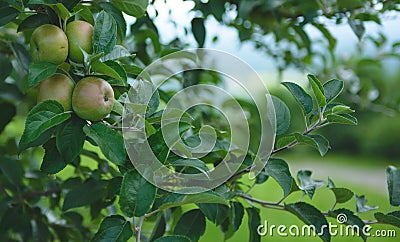 Apple Orchard 1 Stock Photo