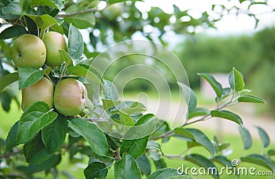 Apple Orchard 1 Stock Photo