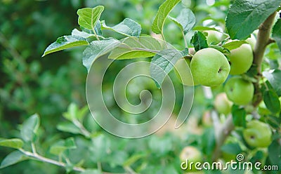 Apple Orchard 3 Stock Photo