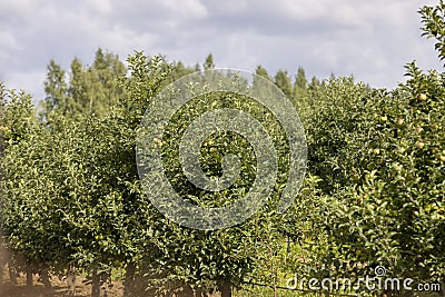 Apple orchard with a mature harvest of green apples Stock Photo