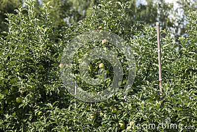 Apple orchard with a mature harvest of green apples Stock Photo