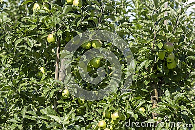 Apple orchard with a mature harvest of green apples Stock Photo