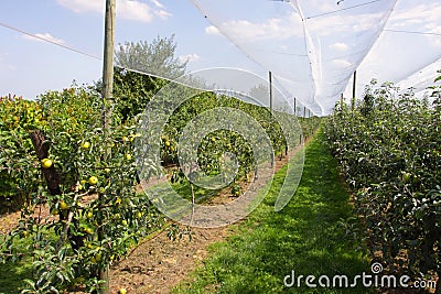 Apple orchard with nets Stock Photo