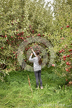 Apple orchard.Organic red ripe apples. Editorial Stock Photo