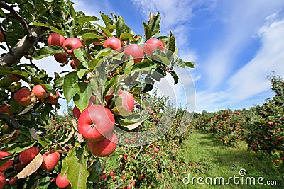 Apple Orchard Stock Photo