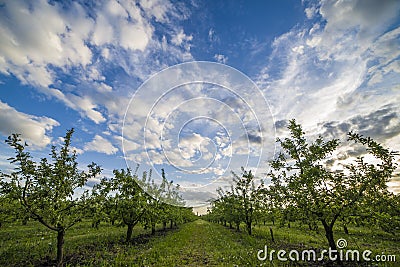 Apple orchard at sunset Stock Photo