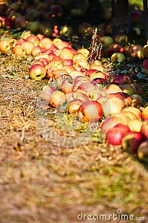 Apple orchard with view under tree and fallen rotting fruit on garden ground in autumn fall farm countryside Stock Photo