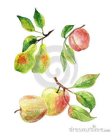 Apple, pear and peach branches with leaves and fruits in watercolor Cartoon Illustration