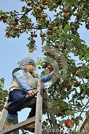 Apple picking Stock Photo