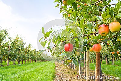 Apple plantation Stock Photo