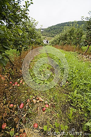 Apple plantation, Norway. Stock Photo