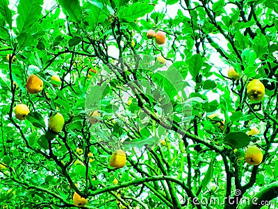 apple plantations with ripe fruit, seemingly hanging Stock Photo