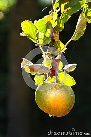 Apple riping on appletree in summer Stock Photo