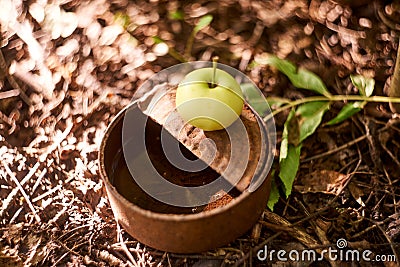 Photo of apple on a rusty can Stock Photo