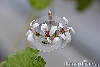 Apple scented geranium Stock Photo