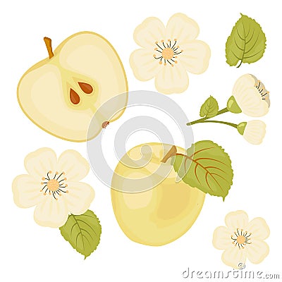 Apple. A set of elements.A slice of Apple. Flower. white background Stock Photo