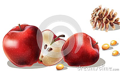 Apple slices, yellow berries and conifer cone Vector Illustration