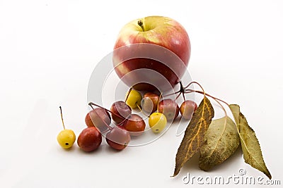 Apple and small apples Stock Photo