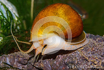 apple snail Stock Photo