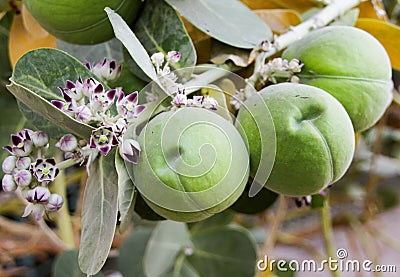 Apple of sodom Stock Photo