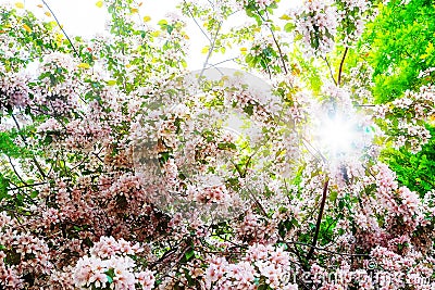 Apple spring blossoms sunny day blur motion Stock Photo