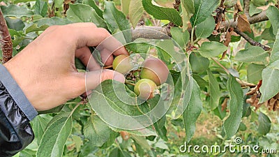 Apple thinning in organic orchard Stock Photo