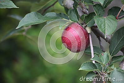 Apple Tree Stock Photo