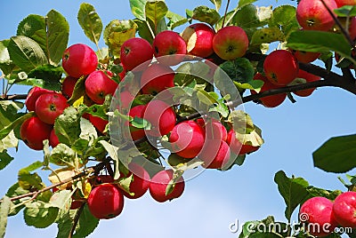 Apple-tree Stock Photo