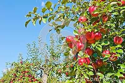 Apple Tree Stock Photo