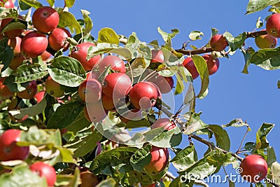 Apple tree Stock Photo