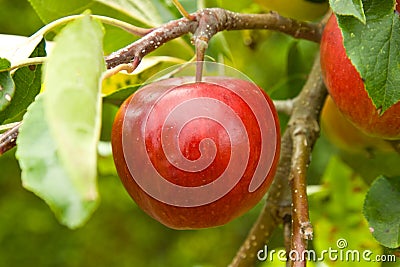 Apple on Tree Stock Photo