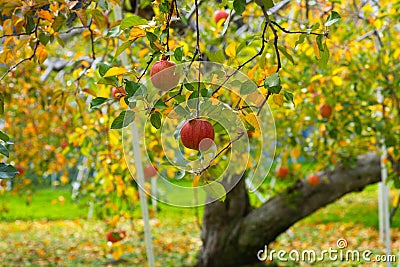 Apple tree Stock Photo