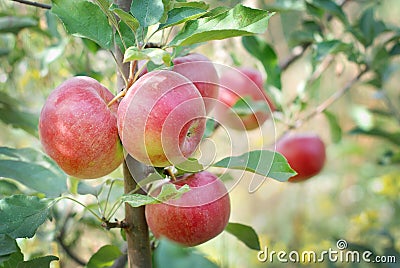 Apple tree Stock Photo