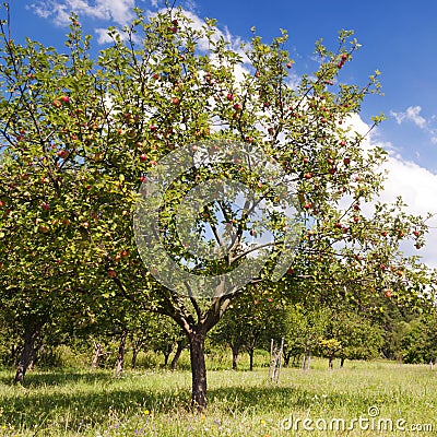 Apple tree Stock Photo