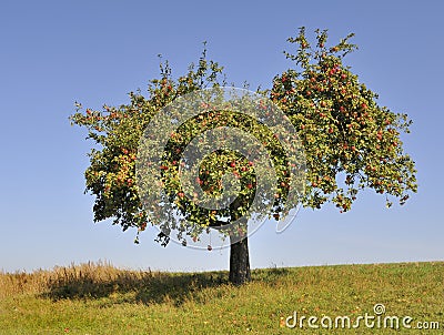 Apple tree Stock Photo