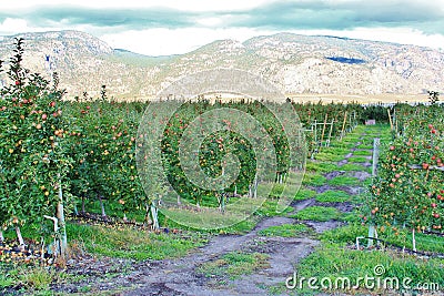 Apple Tree, Apple Orchard In Okanagan Valley, Kelowna, British Columbia Stock Photo