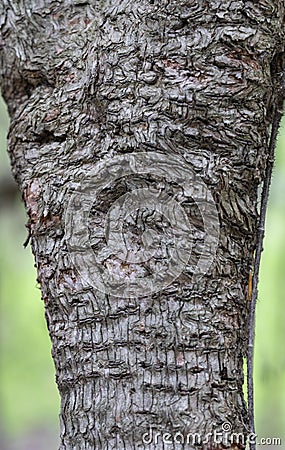 Strange Apple Tree Bark Pattern Stock Photo