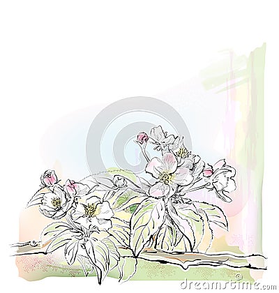 Apple tree in bloom Vector Illustration