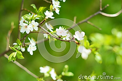 Apple tree in bloom Stock Photo