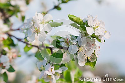 Apple-tree Stock Photo
