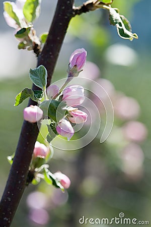 Apple tree blooming Stock Photo