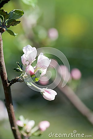 Apple tree blooming Stock Photo