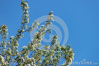 Apple tree blooms against the sky on a blue backgroun Stock Photo